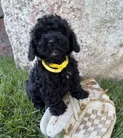 Austin , a male Havapoo for sale in Middlebury, IN – 4 of 4