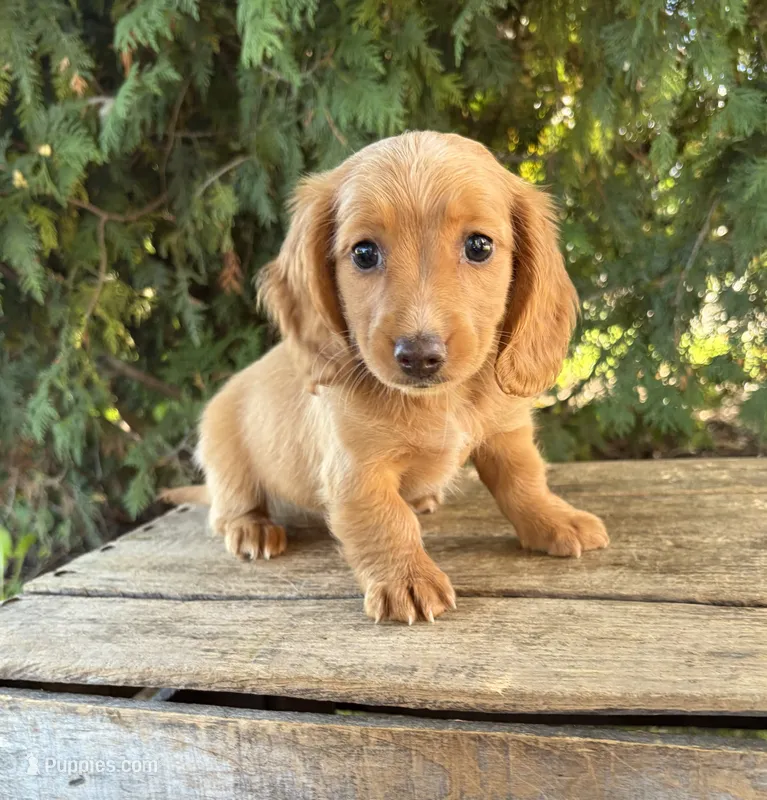 Honey – Miniature Dachshund puppy for sale in Middlebury, IN