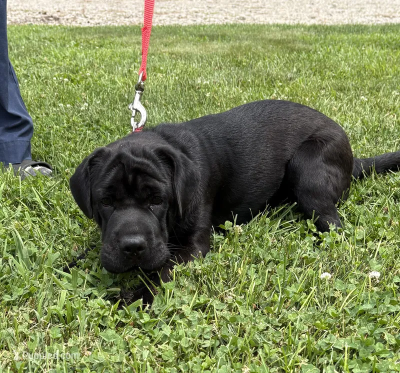 Ina – Cocker Spaniel, Miniature Shar-Pei puppy for sale in Middlebury, IN