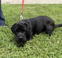 Ina, a female Cocker Spaniel and Miniature Shar-Pei for sale in Middlebury, IN – 1 of 3