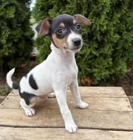 Sam, a male Jack Russell Terrier and Rat Terrier for sale in Middlebury, IN – 2 of 4
