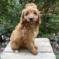 Arielle, a female Miniature Goldendoodle for sale in Middlebury, IN – 3 of 4