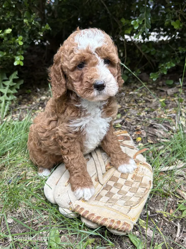 Zeke – Cockapoo puppy for sale in Middlebury, IN