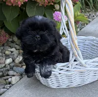 Kohl, a male Shih Tzu for sale in Middlebury, IN – 2 of 5