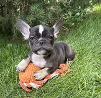 Kitkat, a female French Bulldog for sale in Middlebury, IN – 4 of 4
