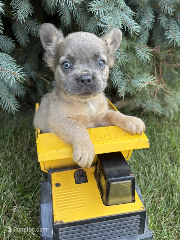 Doc – French Bulldog puppy for sale in Middlebury, IN