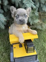 Doc fluffy, a male French Bulldog for sale in Middlebury, IN – 1 of 4