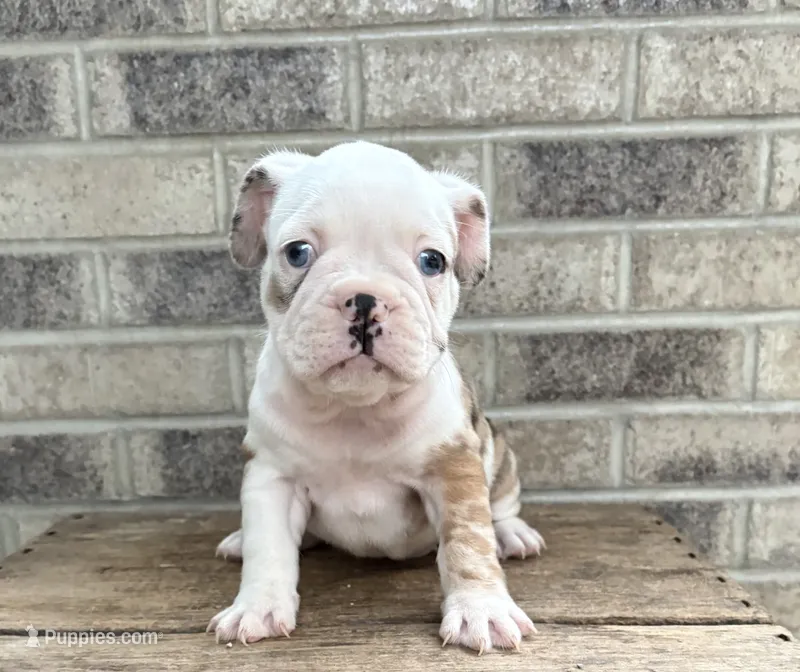 Demi – French Bulldog puppy for sale in Middlebury, IN