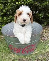 Anna, a female Miniature Goldendoodle for sale in Middlebury, IN – 2 of 4