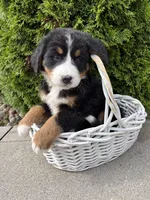 Belle, a female Bernese Mountain Dog for sale in Middlebury, IN – 2 of 4