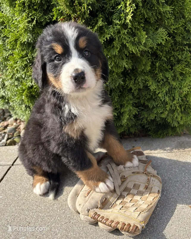 Bridget – Bernese Mountain Dog puppy for sale in Middlebury, IN
