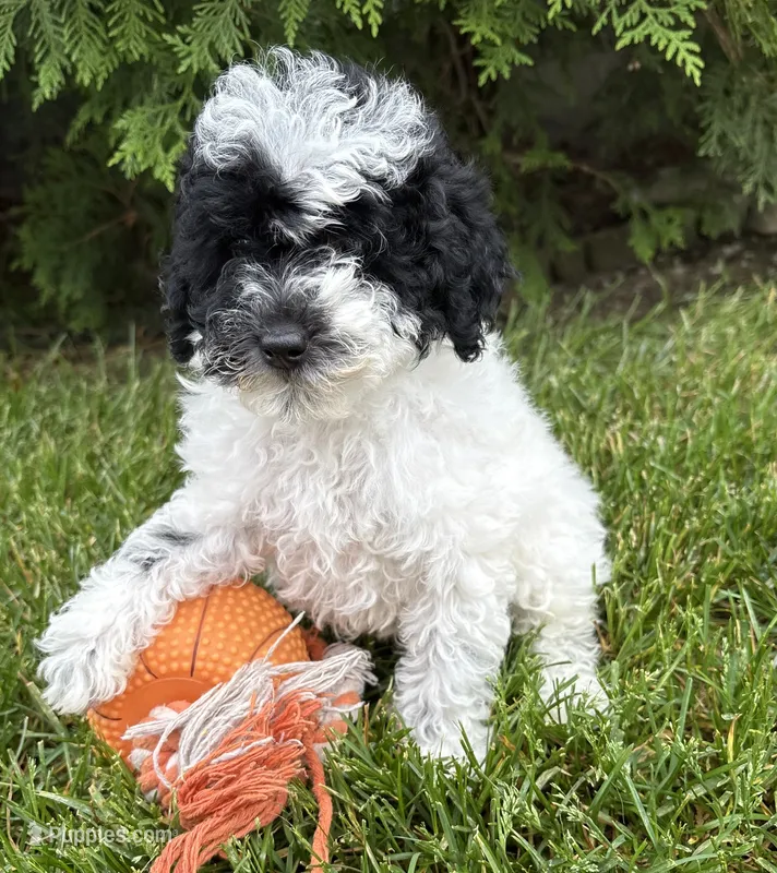 Poppy  – Poodle - Miniature  puppy for sale in Middlebury, IN