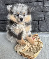 Teddy, a male Pomeranian for sale in Middlebury, IN – 3 of 4