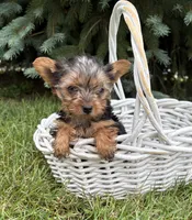 Jinger, a female Yorkshire Terrier for sale in Middlebury, IN – 3 of 4
