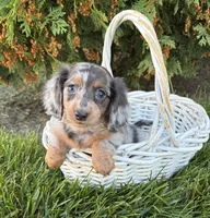 Crew, a male Miniature Dachshund for sale in Middlebury, IN – 4 of 6