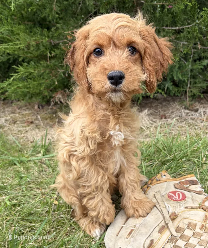 Becca – Cockapoo puppy for sale in Middlebury, IN