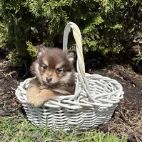 KitKat , a female Pomeranian for sale in Middlebury, IN – Photo 1 of 4