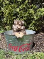 KitKat , a female Pomeranian for sale in Middlebury, IN – Photo 3 of 4