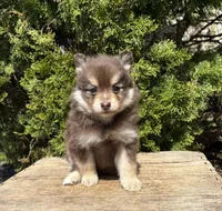 KitKat , a female Pomeranian for sale in Middlebury, IN – Photo 2 of 4