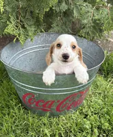 Murphy, a male Dachshund for sale in Middlebury, IN – 4 of 5