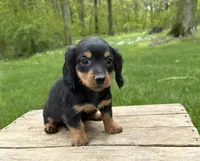Harrison, a male Dachshund for sale in Middlebury, IN – 2 of 4