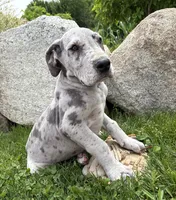 Thor, a male Great Dane for sale in Middlebury, IN – 4 of 4