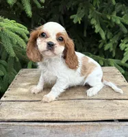 Stella, a female Cavalier King Charles Spaniel for sale in Middlebury, IN – 4 of 4