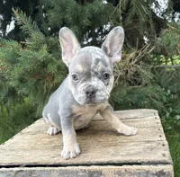 Barbie, a female French Bulldog for sale in Middlebury, IN – 1 of 5