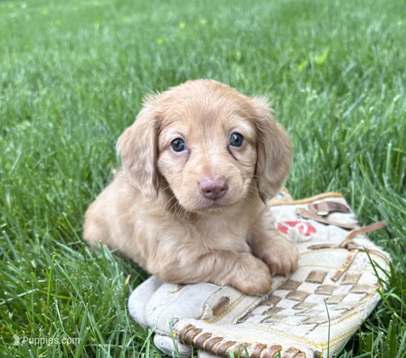 Rhea – Dachshund puppy for sale in Middlebury, IN