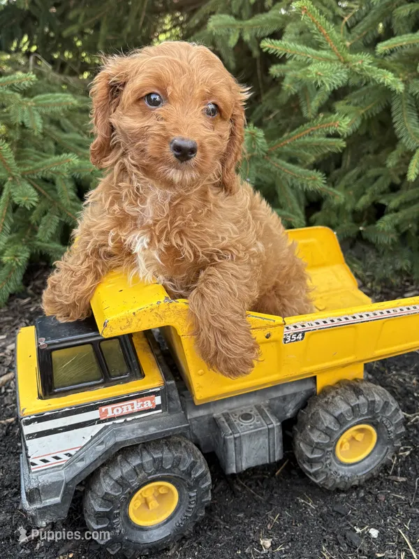 Romeo – Cavapoo puppy for sale in Middlebury, IN
