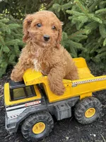 Romeo, a male Cavapoo for sale in Middlebury, IN – 1 of 4