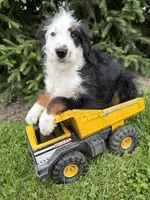 Dexter, a male Bernedoodle for sale in Middlebury, IN – 4 of 4