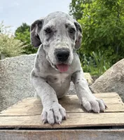 Thor, a male Great Dane for sale in Middlebury, IN – 2 of 4
