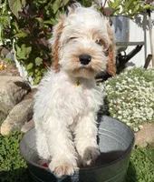 Jenson, a male Cockapoo for sale in Middlebury, IN – 2 of 5