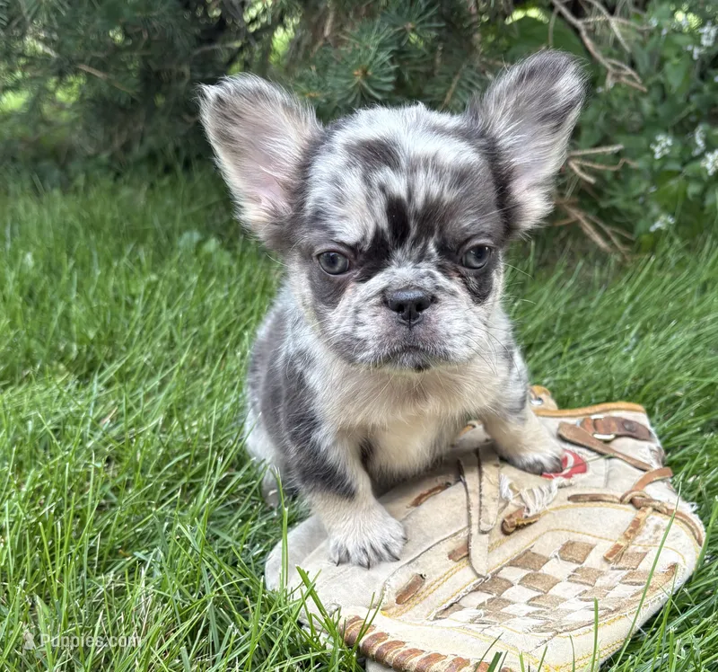 Kingston – French Bulldog puppy for sale in Middlebury, IN