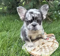 Kingston, a male French Bulldog for sale in Middlebury, IN – 1 of 4