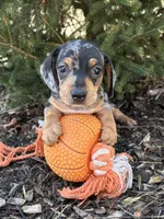 Tanner, a male Dachshund for sale in Middlebury, IN – Photo 2 of 4