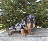 Tanner, a male Dachshund for sale in Middlebury, IN – Photo 4 of 4