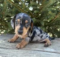 Tanner, a male Dachshund for sale in Middlebury, IN – Photo 1 of 4