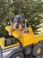 Tanner, a male Dachshund for sale in Middlebury, IN – Photo 3 of 4