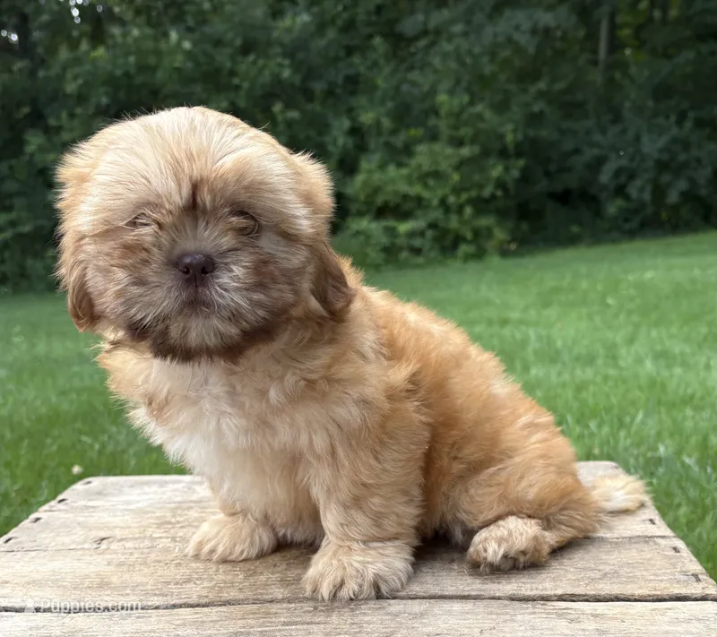 Java – Shih Tzu puppy for sale in Middlebury, IN