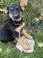 Demi, a female German Shepherd Dog for sale in Middlebury, IN – 2 of 5