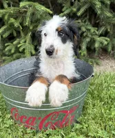 Dexter, a male Bernedoodle for sale in Middlebury, IN – 3 of 4