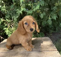 Pippa , a female Miniature Dachshund for sale in Middlebury, IN – 2 of 5