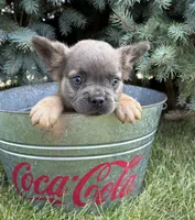 Doc fluffy, a male French Bulldog for sale in Middlebury, IN – 2 of 4