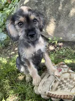 Tia, a female Schnoodle for sale in Middlebury, IN – 4 of 4