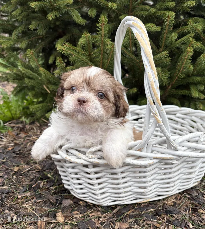 Atticus – Shih Tzu puppy for sale in Middlebury, IN