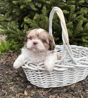 Atticus, a male Shih Tzu for sale in Middlebury, IN – Photo 1 of 4