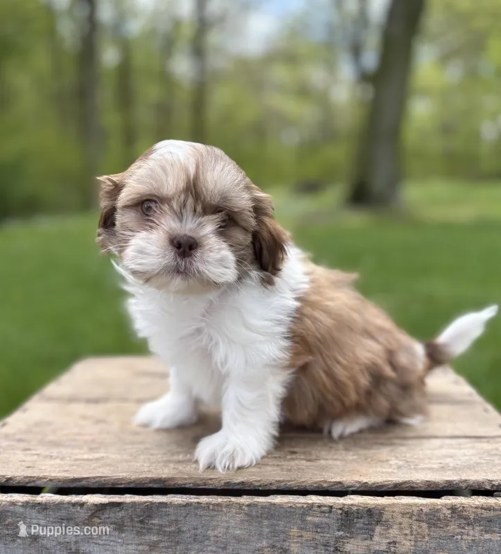 Atticus – Shih Tzu puppy for sale in Middlebury, IN