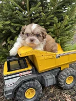 Atticus, a male Shih Tzu for sale in Middlebury, IN – Photo 4 of 4